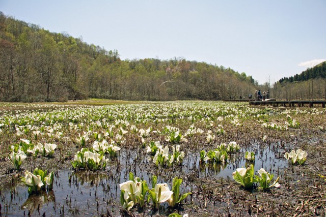 飛騨の山中遅い春、知る人ぞ知る絶景スポット池ケ原湿原の裏話【午前の部】
